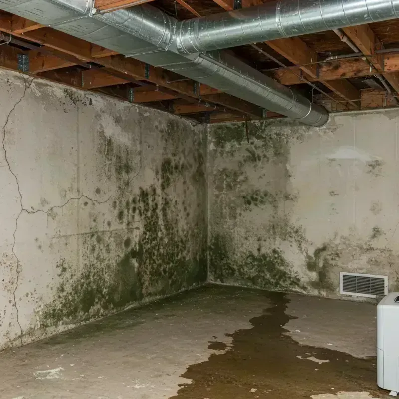 Professional Mold Removal in Dale County, AL